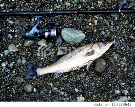 ルアーで釣れたフッコ ルアーで釣れたフッコ 114129642