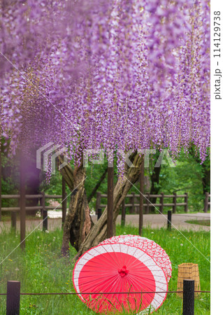 春の岡崎公園、満開の五万石ふじ〈愛知県岡崎市〉 114129738