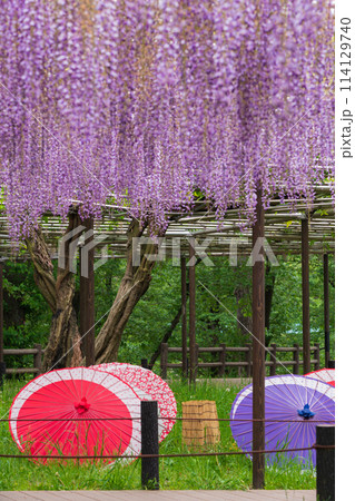 春の岡崎公園、満開の五万石ふじ〈愛知県岡崎市〉 114129740