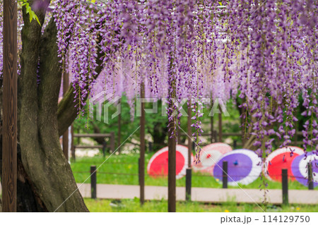 春の岡崎公園、満開の五万石ふじ〈愛知県岡崎市〉 114129750