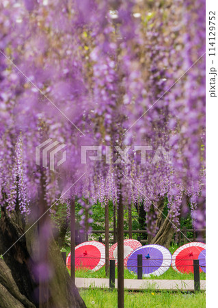 春の岡崎公園、満開の五万石ふじ〈愛知県岡崎市〉 春の岡崎公園、満開の五万石ふじ〈愛知県岡崎市〉 114129752