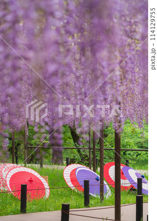 春の岡崎公園、満開の五万石ふじ〈愛知県岡崎市〉 114129755