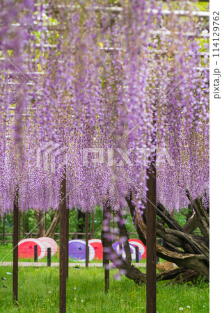 春の岡崎公園、満開の五万石ふじ〈愛知県岡崎市〉 114129762