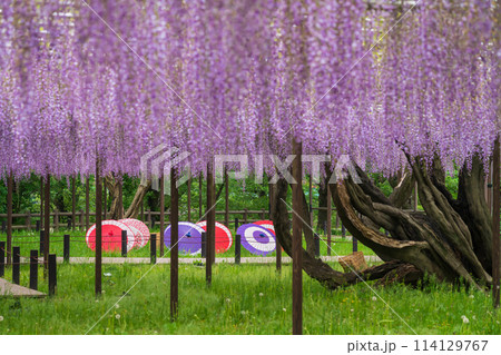 春の岡崎公園、満開の五万石ふじ〈愛知県岡崎市〉 春の岡崎公園、満開の五万石ふじ〈愛知県岡崎市〉 114129767