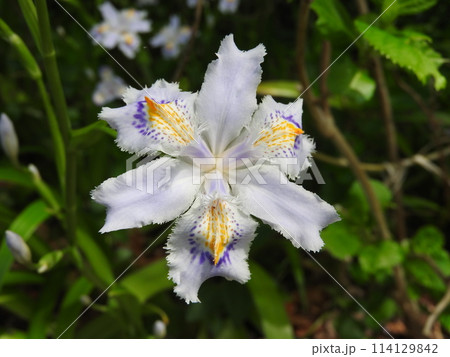 シャガの花 114129842