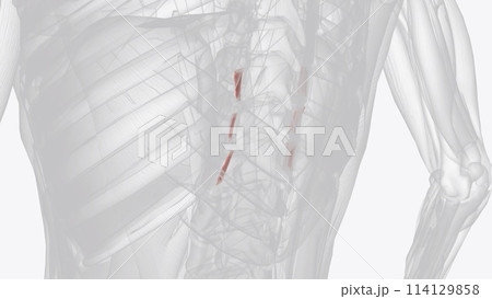 The intertransversarii are a set of deep muscles of the back 114129858