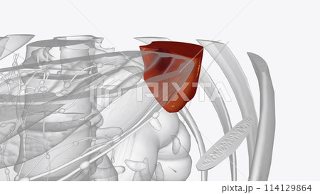 Spleen of Lymphoid organs 114129864