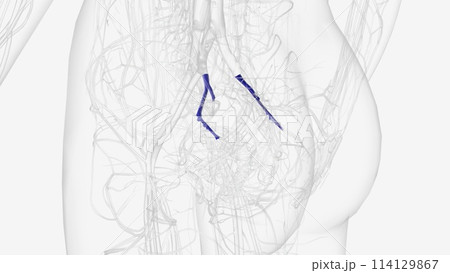 The internal iliac vein (IIV) represents the union of veins and venous plexuses draining the pelvic viscera, pelvic wall, external genitalia 114129867
