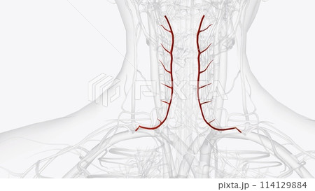 The left and right transverse cervical arteries are located on the sides of the neck, and they travel toward the back of the body 114129884