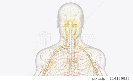 Cranial Nerves ; I, olfactory, The olfactory nerve carries impulses for the sense of smell Cranial Nerves ; I, olfactory, The olfactory nerve carries impulses for the sense of smell 114129925