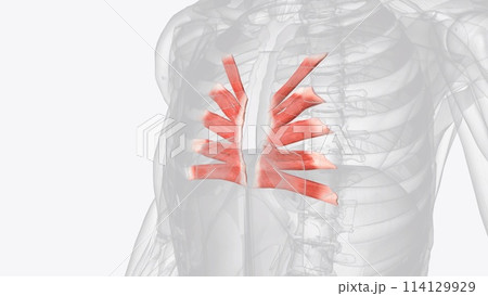 Transversus thoracis (triangularis sternae, sternocostalis) is a muscle found on the inner surface of the anterior chest wall 114129929