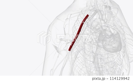 the axillary artery is a large blood vessel that conveys oxygenated blood to the lateral aspect of the thorax, the axilla 114129942