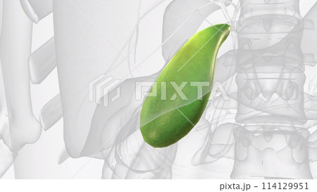Your gallbladder is a small, pear-shaped organ in your upper right abdomen 114129951
