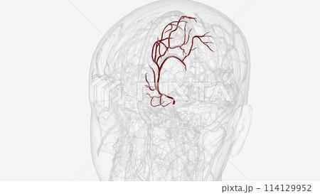 Left anterior cerebral artery and branches Left anterior cerebral artery and branches 114129952