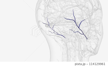 The posterior auricular vein is a vein of the head. It begins from a plexus with the occipital vein 114129961