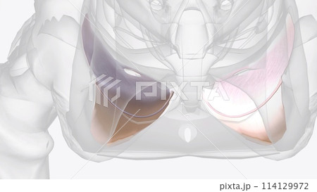 The muscles surrounded by the deep perineal fascia are the bulbospongiosus, ischiocavernosus, and superficial transverse perineal The muscles surrounded by the deep perineal fascia are the bulbospongiosus, ischiocavernosus, and superficial transverse perineal 114129972