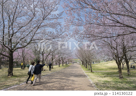 桜の公園を二人連れの女性が歩いていく風景 桜の公園を二人連れの女性が歩いていく風景 114130122