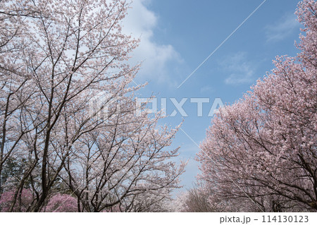 満開の桜が柔らかな春の青空のもとで輝いているシーン 114130123