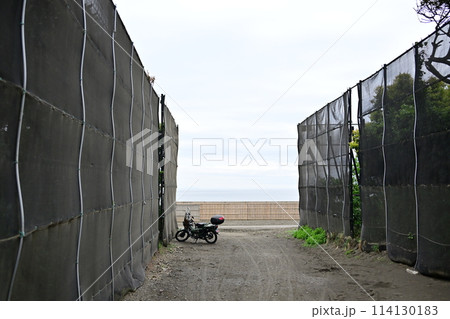 湘南海岸 114130183