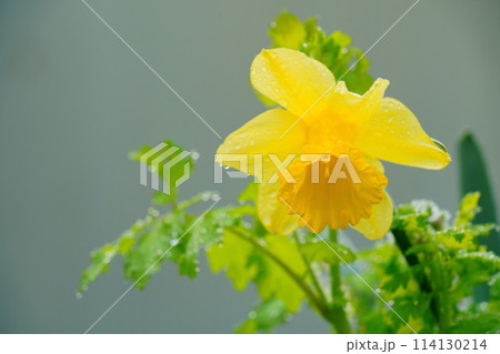 スイセンの花に付いた水滴 114130214