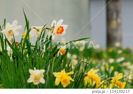 スイセンの花に付いた水滴 114130217