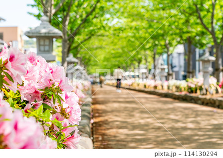【神奈川県】新緑の鎌倉 段葛 鎌倉八幡宮 【神奈川県】新緑の鎌倉 段葛 鎌倉八幡宮 114130294