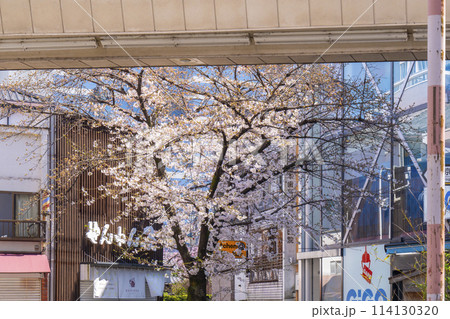 京都　新京極六角公園　ろっくんプラザ前の桜 114130320