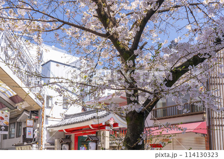 京都　新京極六角公園　ろっくんプラザ前の桜 114130323