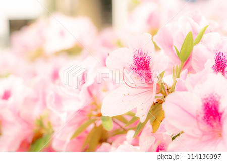 路地裏に咲く満開のツツジ 114130397