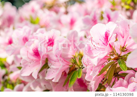 路地裏に咲く満開のツツジ 114130398