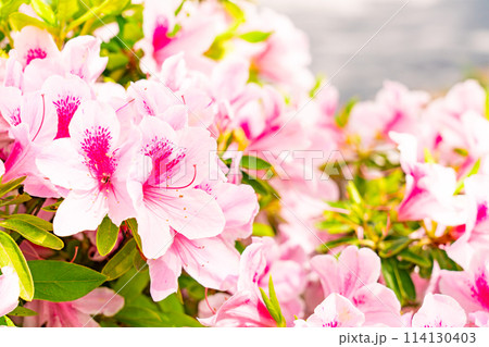 路地裏に咲く満開のツツジ 114130403