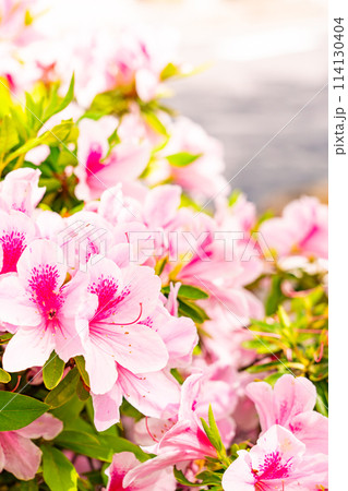 路地裏に咲く満開のツツジ 114130404