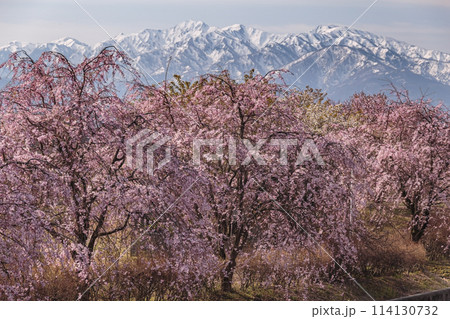 残雪の立山連峰を背景に咲くしだれ桜 114130732
