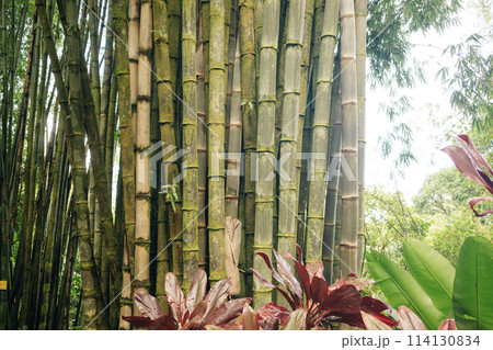 Lanscape of bamboo tree in tropical rainforest, hawaii 114130834