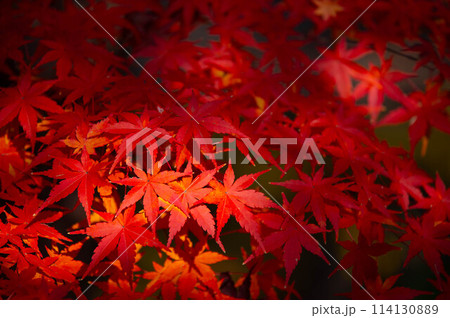城南宮の紅葉 城南宮の紅葉 114130889