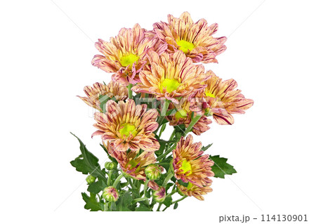 【菊 SPマム オレンジ】 (深度合成) 114130901