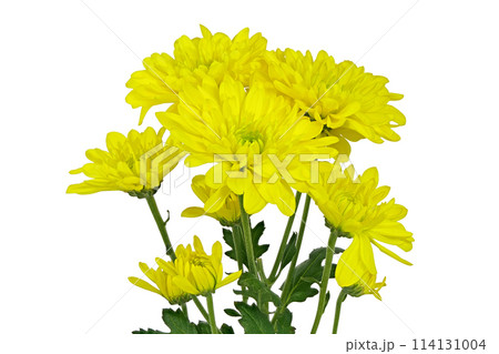 【菊 SPマム イエロー】 (深度合成) 【菊 SPマム イエロー】 (深度合成) 114131004