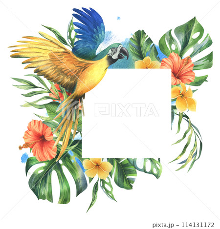 Tropical palm leaves, monstera and flowers of plumeria, hibiscus with blue-yellow macaw parrot. Hand drawn watercolor botanical illustration. Template frame square isolated from the background 114131172