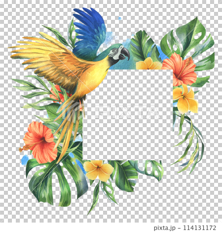 Tropical palm leaves, monstera and flowers of plumeria, hibiscus with blue-yellow macaw parrot. Hand drawn watercolor botanical illustration. Template frame square isolated from the background 114131172