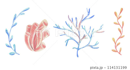 Corals, sponges, algae branches Watercolor illustration hand drawn with pastel colors turquoise, blue, mint, coral, peach. Set of elements isolated from background Corals, sponges, algae branches Watercolor illustration hand drawn with pastel colors turquoise, blue, mint, coral, peach. Set of elements isolated from background 114131199