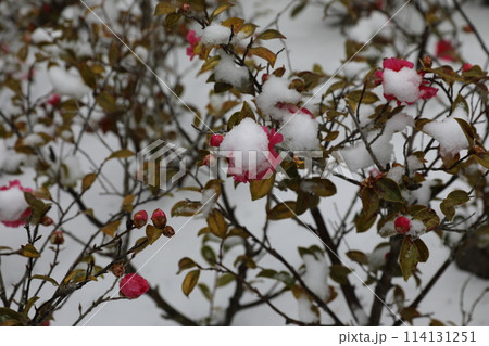 つばき カメリア ツバキ属 114131251