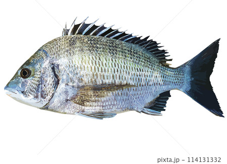 精悍な良型成魚のクロダイ（チヌ）リアルレタッチ・イラスト 114131332