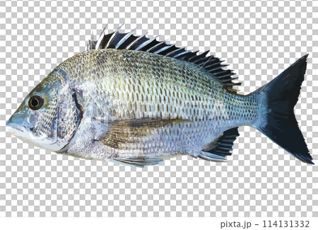 精悍な良型成魚のクロダイ（チヌ）リアルレタッチ・イラスト 114131332