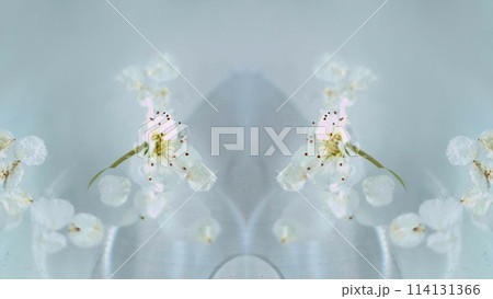 Apple bloom. Floral kaleidoscope. Defocused gentle organic white flower petals oil water texture air circle light refraction abstract symmetrical art background. 114131366