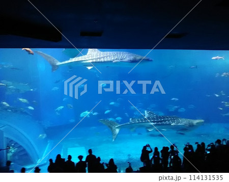 水族館 水族館 114131535