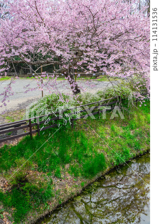 百楽桜【田淵行男記念館】 114131536
