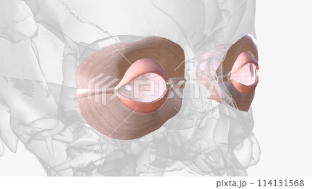 Connective tissue of eye Connective tissue of eye 114131568
