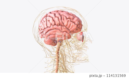 The central nervous system is the brain and spinal cord, while the peripheral nervous system consists of everything else The central nervous system is the brain and spinal cord, while the peripheral nervous system consists of everything else 114131569
