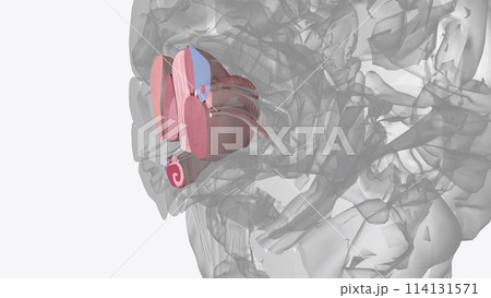 The human brain is basically symmetrical, split down the middle: the right cerebral hemisphere receives sensory input from and directs movement on the left 114131571