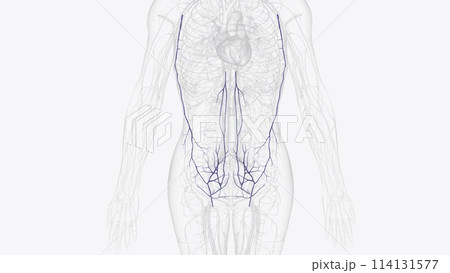 The veins of the abdomen drain deoxygenated blood and return it to the heart 114131577